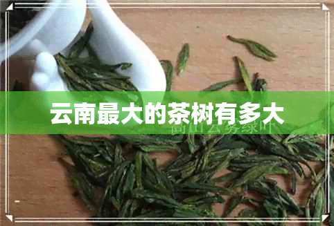 云南更大的茶树有多大