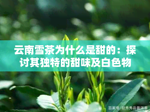 云南雪茶为什么是甜的：探讨其独特的甜味及白色物质原因