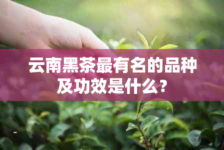 云南黑茶最有名的品种及功效是什么？