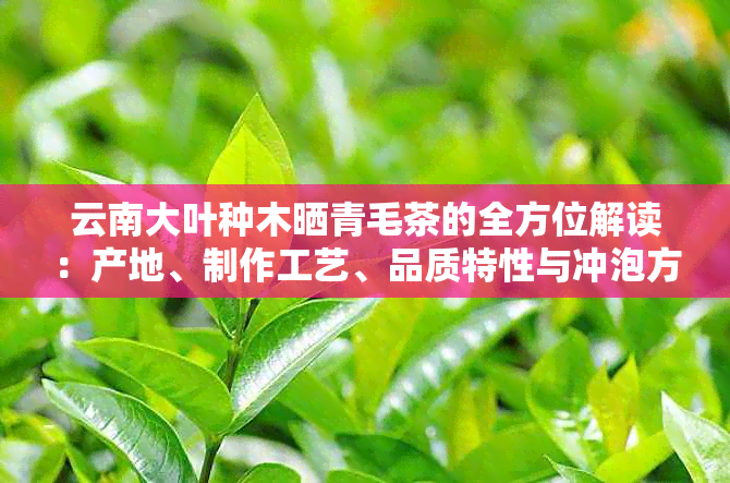 云南大叶种木晒青毛茶的全方位解读：产地、制作工艺、品质特性与冲泡方法