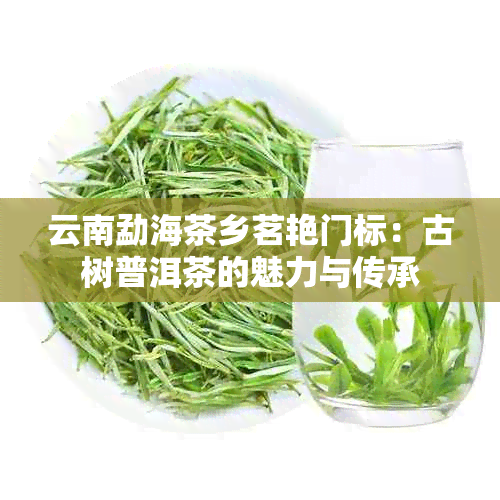 云南勐海茶乡茗艳门标：古树普洱茶的魅力与传承