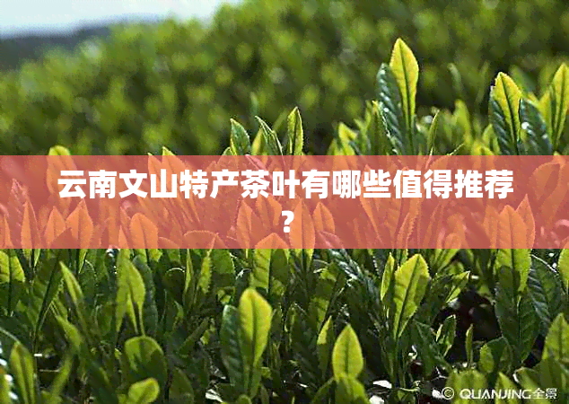 云南文山特产茶叶有哪些值得推荐？