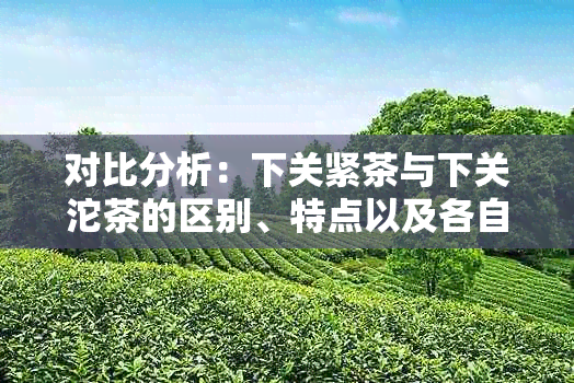 对比分析：下关紧茶与下关沱茶的区别、特点以及各自的优劣