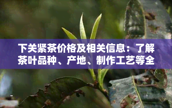 下关紧茶价格及相关信息：了解茶叶品种、产地、制作工艺等全方位内容