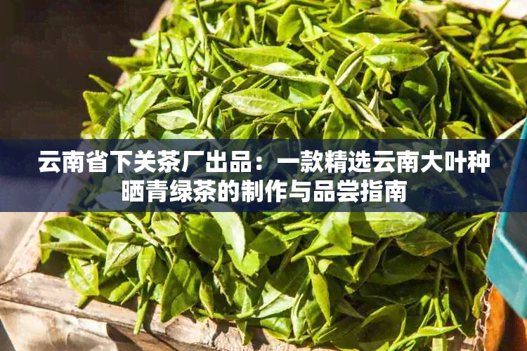 云南省下关茶厂出品：一款精选云南大叶种晒青绿茶的制作与品尝指南