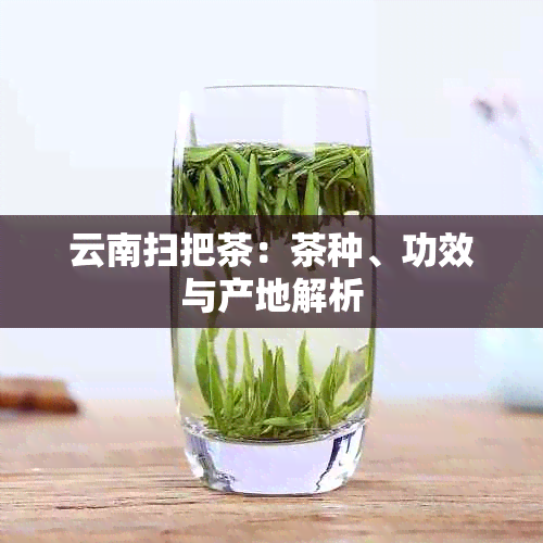 云南扫把茶：茶种、功效与产地解析