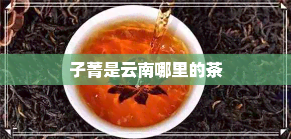 子菁是云南哪里的茶