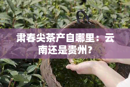 肃春尖茶产自哪里：云南还是贵州？