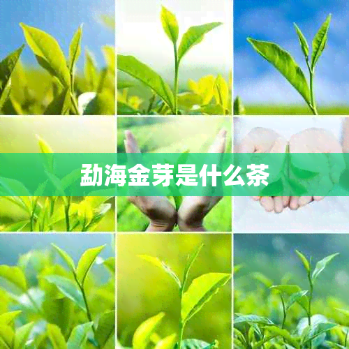 勐海金芽是什么茶