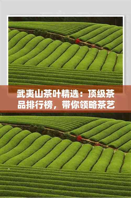 武夷山茶叶精选：顶级茶品排行榜，带你领略茶艺之美