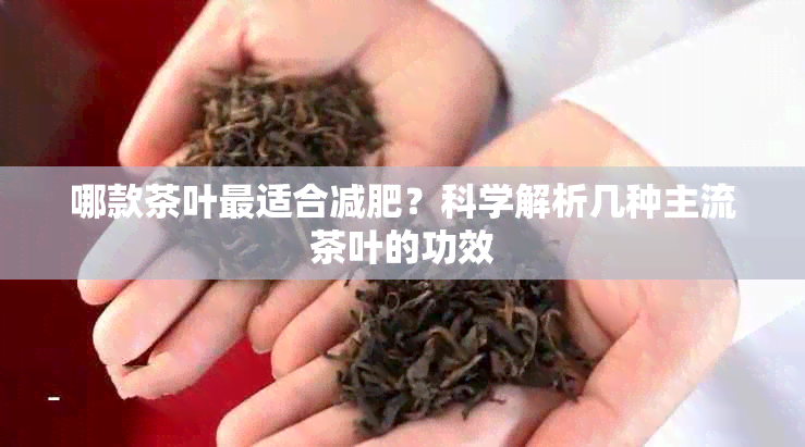 哪款茶叶最适合减肥？科学解析几种主流茶叶的功效