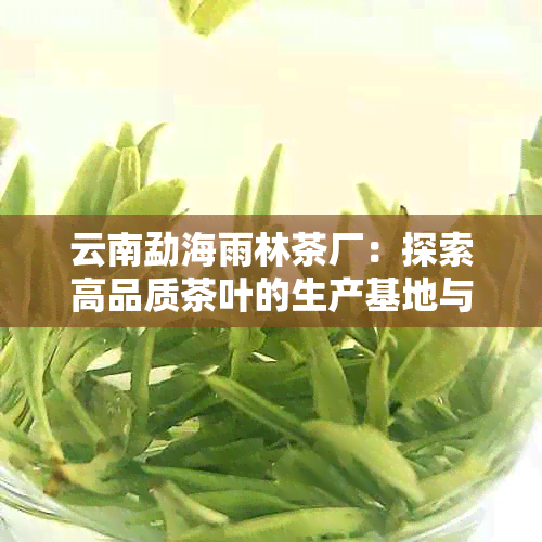 云南勐海雨林茶厂：探索高品质茶叶的生产基地与独特工艺