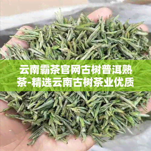 云南霸茶官网古树普洱熟茶-精选云南古树茶业优质茶叶