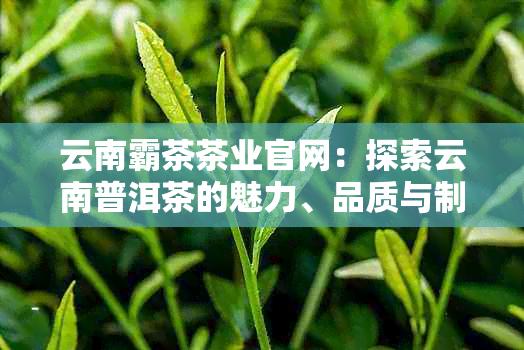 云南霸茶茶业官网：探索云南普洱茶的魅力、品质与制作工艺