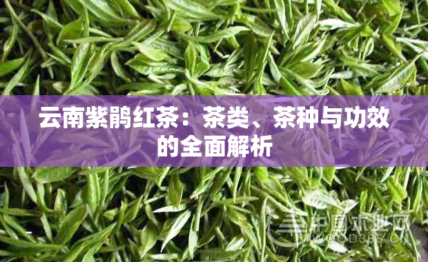 云南紫鹃红茶：茶类、茶种与功效的全面解析