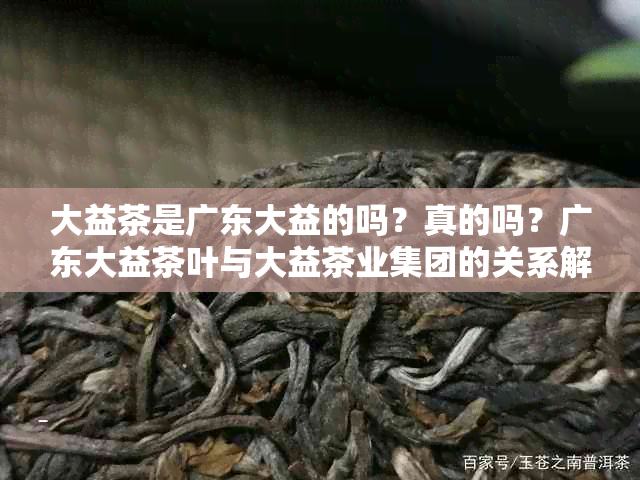 大益茶是广东大益的吗？真的吗？广东大益茶叶与大益茶业集团的关系解析。