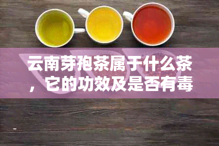 云南芽孢茶属于什么茶，它的功效及是否有？