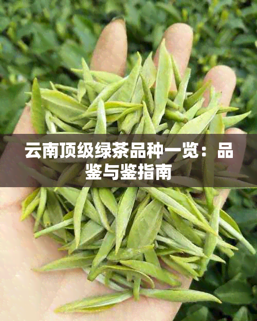 云南顶级绿茶品种一览：品鉴与鉴指南