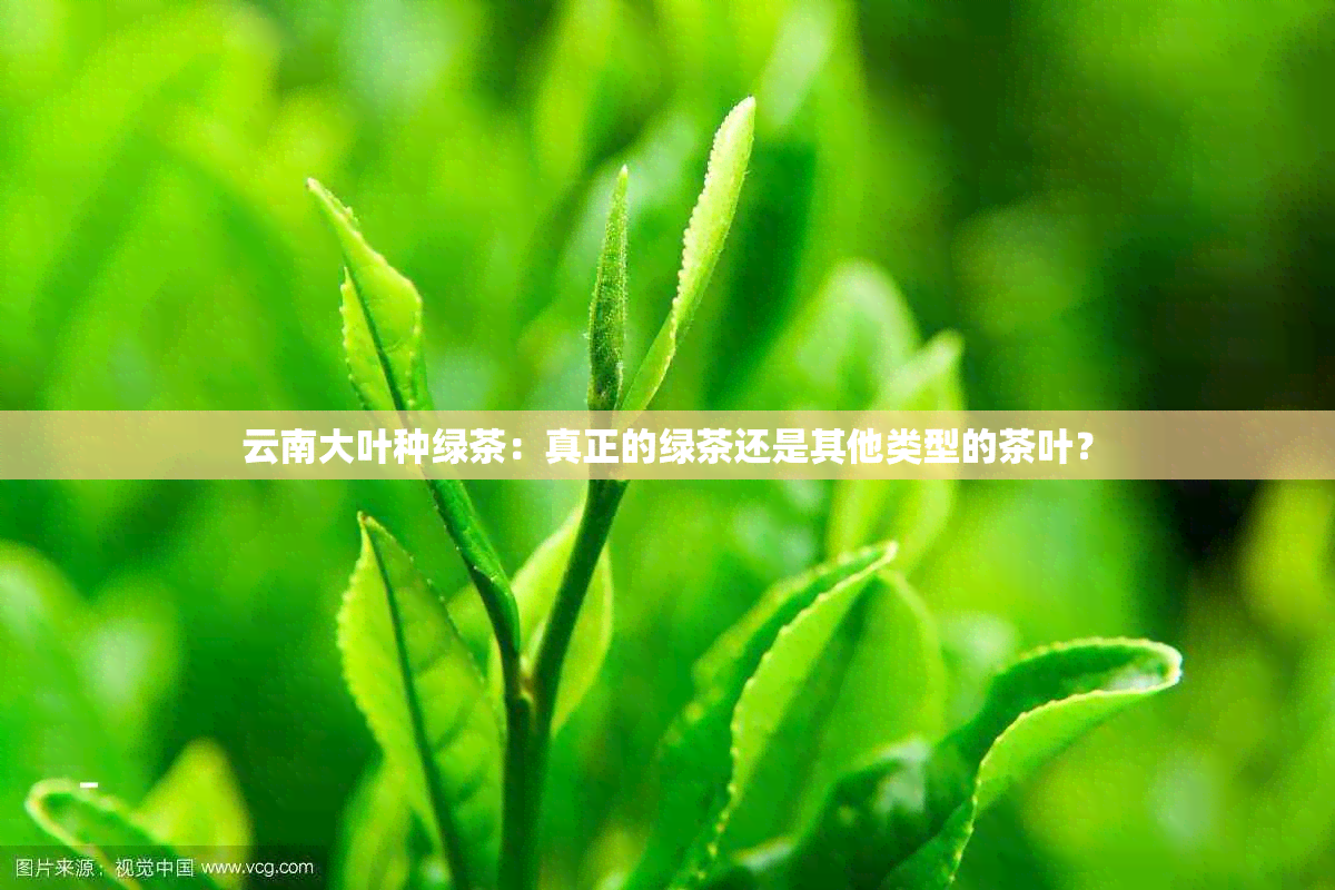 云南大叶种绿茶：真正的绿茶还是其他类型的茶叶？