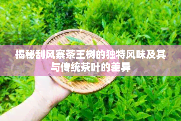 揭秘刮风寨茶王树的独特风味及其与传统茶叶的差异