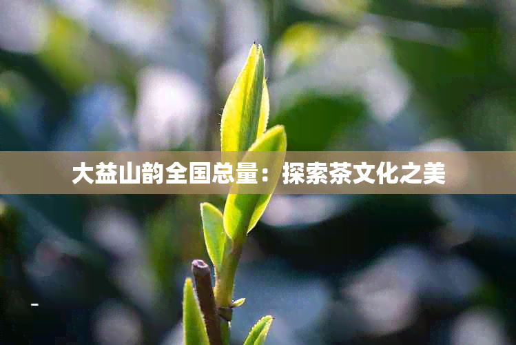 大益山韵全国总量：探索茶文化之美