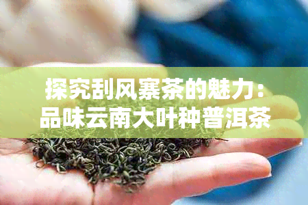 探究刮风寨茶的魅力：品味云南大叶种普洱茶的独特风味