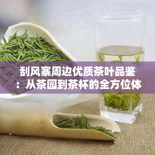 刮风寨周边优质茶叶品鉴：从茶园到茶杯的全方位体验