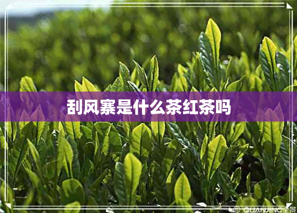 刮风寨是什么茶红茶吗