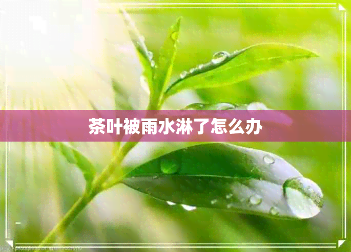 茶叶被雨水淋了怎么办