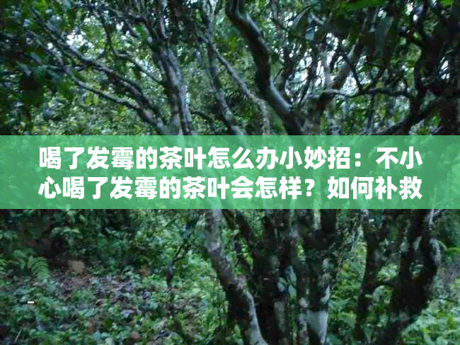 喝了发霉的茶叶怎么办小妙招：不小心喝了发霉的茶叶会怎样？如何补救？