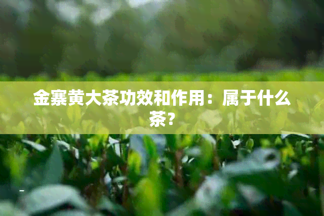 金寨黄大茶功效和作用：属于什么茶？