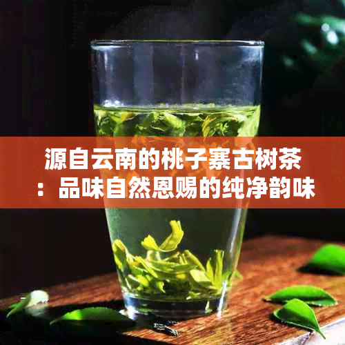 源自云南的桃子寨古树茶：品味自然恩赐的纯净韵味