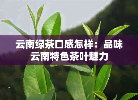 云南绿茶口感怎样：品味云南特色茶叶魅力