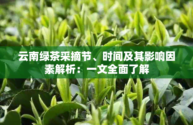 云南绿茶采摘节、时间及其影响因素解析：一文全面了解