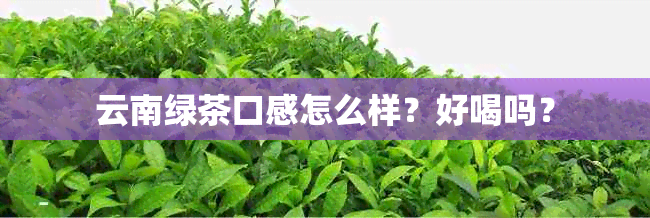 云南绿茶口感怎么样？好喝吗？