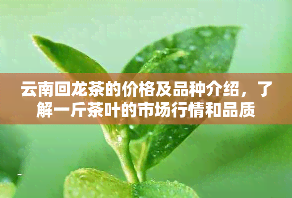 云南回龙茶的价格及品种介绍，了解一斤茶叶的市场行情和品质