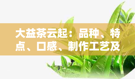 大益茶云起：品种、特点、口感、制作工艺及购买渠道全面解析