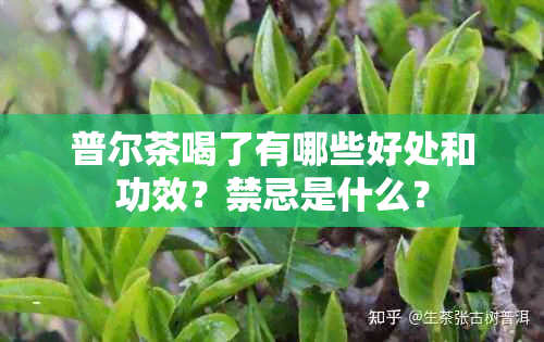 普尔茶喝了有哪些好处和功效？禁忌是什么？