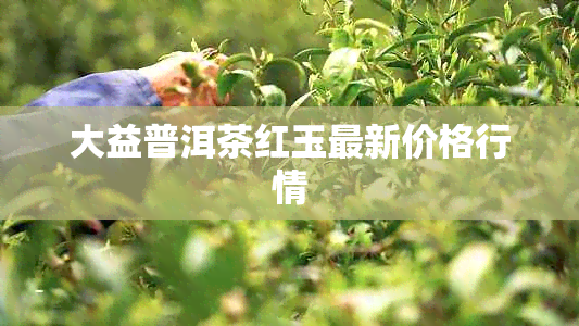 大益普洱茶红玉最新价格行情