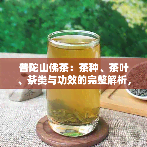 普陀山佛茶：茶种、茶叶、茶类与功效的完整解析，50克价格详解