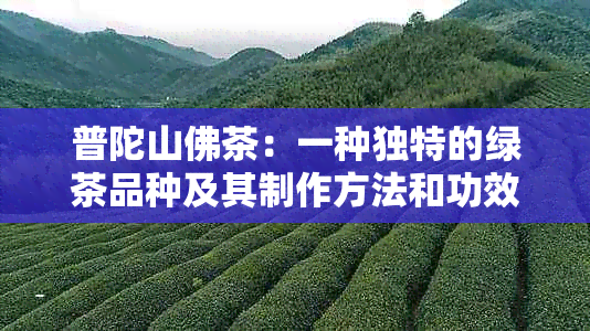 普陀山佛茶：一种独特的绿茶品种及其制作方法和功效