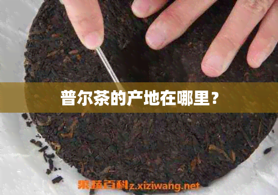 普尔茶的产地在哪里？