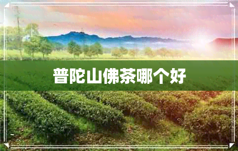 普陀山佛茶哪个好