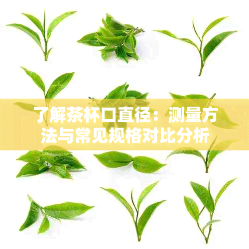 了解茶杯口直径：测量方法与常见规格对比分析