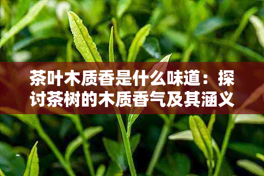 茶叶木质香是什么味道：探讨茶树的木质香气及其涵义