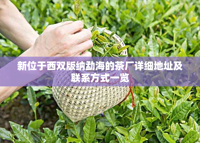 新位于西双版纳勐海的茶厂详细地址及联系方式一览