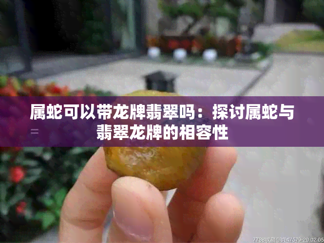 属蛇可以带龙牌翡翠吗：探讨属蛇与翡翠龙牌的相容性