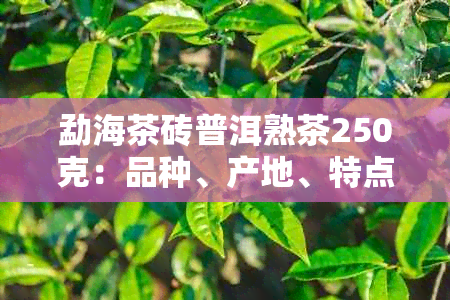 勐海茶砖普洱熟茶250克：品种、产地、特点、价格及购买渠道全面解析