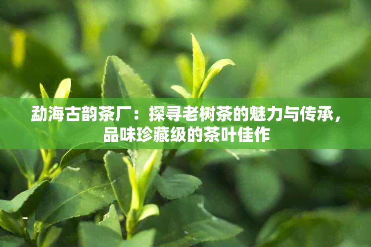 勐海古韵茶厂：探寻老树茶的魅力与传承，品味珍藏级的茶叶佳作