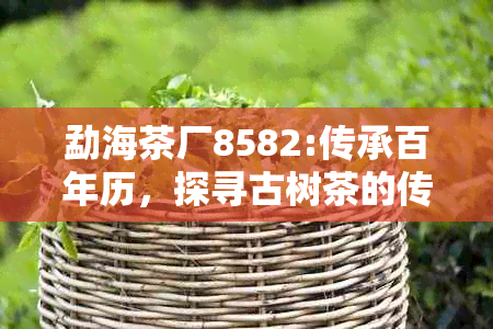 勐海茶厂8582:传承百年历，探寻古树茶的传奇故事